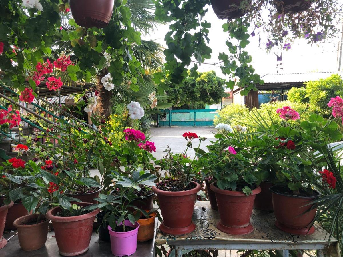 Green House 호텔 Alakhadze 외부 사진